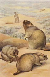 Marmots